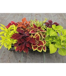 Coleus mix Ø 13