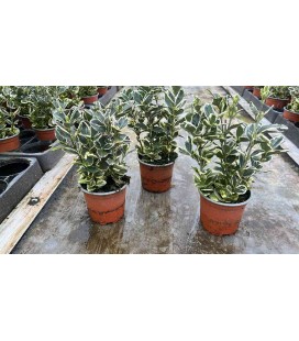 Fusain Kathy Ø 10.5