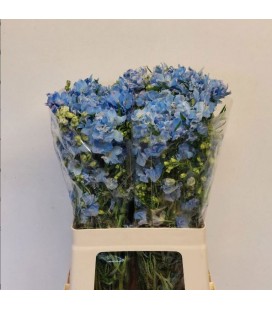 Delphinium Plat blue 60 cm