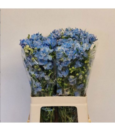 Delphinium Plat blue 60 cm