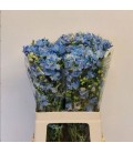 Delphinium Plat blue 60 cm