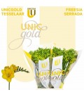 Freesia Serrada
