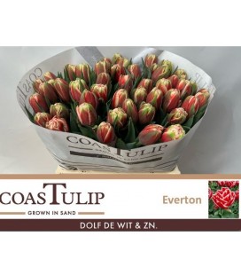 Tulipe double Everton 40 cm