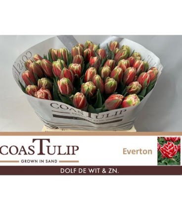 Tulipe double Everton 40 cm
