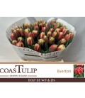 Tulipe double Everton 40 cm