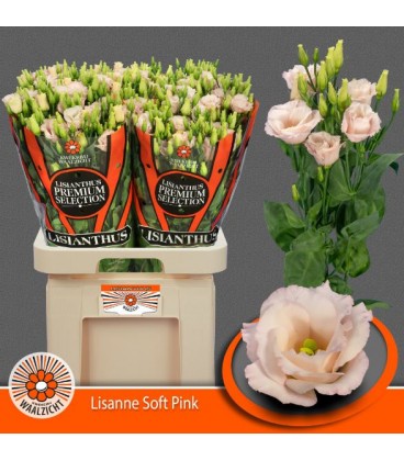 Lisianthus Lis Soft pink 
