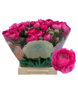 Renoncule Thom Bonbon 45 cm