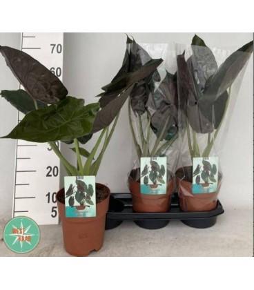 Allocasia Wentii Ø 19 h 95