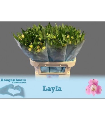 Alstromeria Layla 75 cm