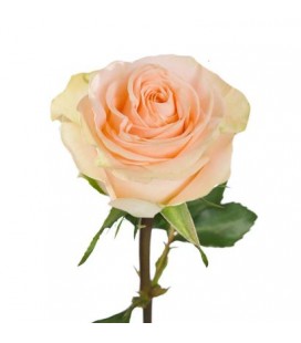 Rose Equat Tiffany 60 cm x 25