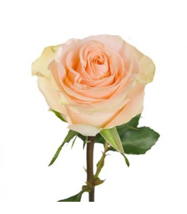 Rose Equat Tiffany 60 cm x 25