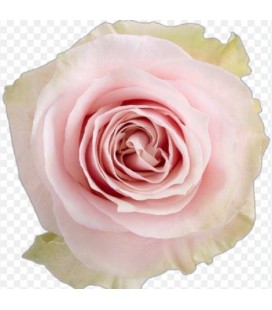 Rose equat Pink Mondial 60 cm x25