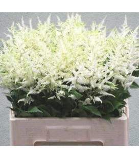 Astilbe washington 60 cm