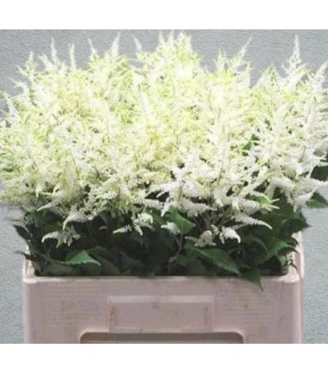 Astilbe washington 60 cm