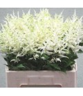 Astilbe washington 60 cm