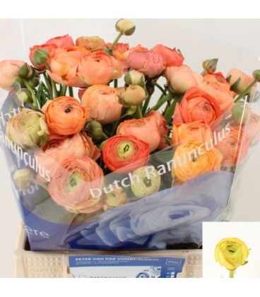 Renoncule Azur Salmon