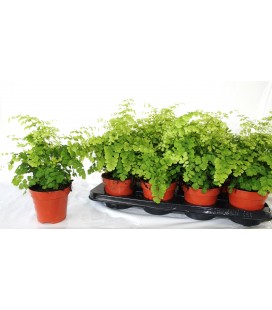 Adianthum Fragrans pot de 12