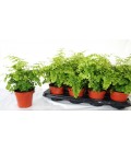 Adianthum Fragrans pot de 13