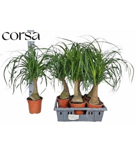 Beaucarnea recur pot 17 H 70