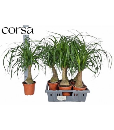 Beaucarnea recur pot 19 H70