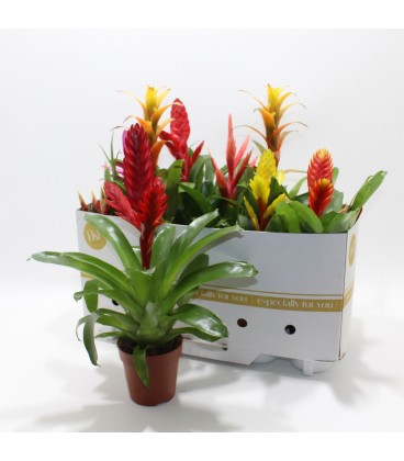 Bromélia Mix Pot de 9 h40