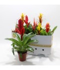 Bromélia Mix Pot de 9 h40