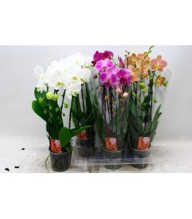 Phalaeno Cascade Mix Ø12 h 45