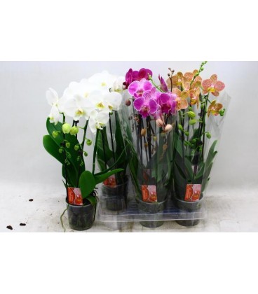 Phalaeno Cascade Mix Ø12 h 45