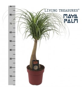 Beaucarnea Ø 23 h 80