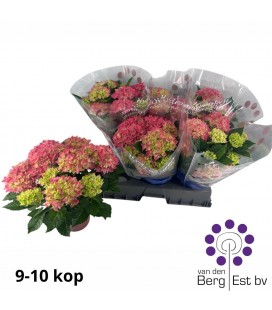 Hortensia M Fire Ø 15 h 40