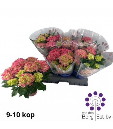 Hortensia M Fire Ø13 h 40