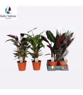 Calathea mix Ø 19  80 cm