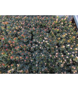 Azalée sachsten Mix Ø 14 h 32