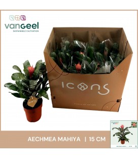 Aechmea mix pot de 15