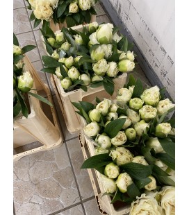 Pivoine Production Locale