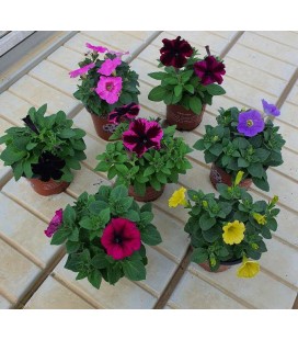 Petunia mix Ø 10.5