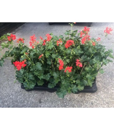 Geranium Balcon Ø 10.5