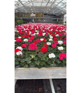 Geranium zonale trio Ø 13