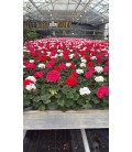 Geranium zonale trio Ø 13
