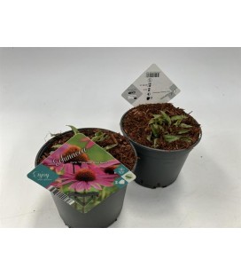 Echinacea purp Ø 17