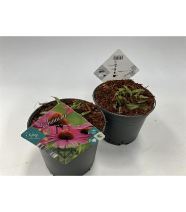 Echinacea purp Ø 17