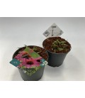 Echinacea purp Ø 17