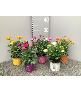 Osteospernum Ø 10.5