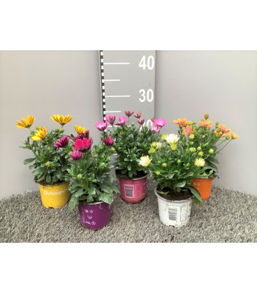 Osteospernum Ø 10.5