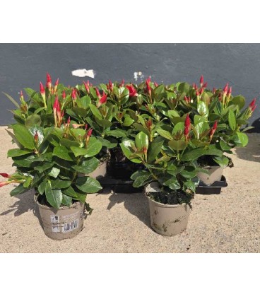 Dipladenia Rouge Ø 10.5