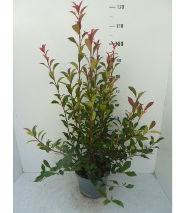 Photinia Carré rouge Ø 27 