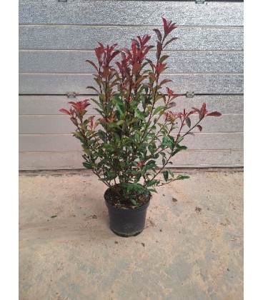 Photinia Carré rouge Ø 30