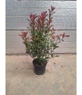 Photinia Carré rouge Ø 30