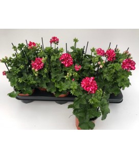 Geranium Balcon Ø 11