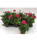 Geranium Balcon Ø 11